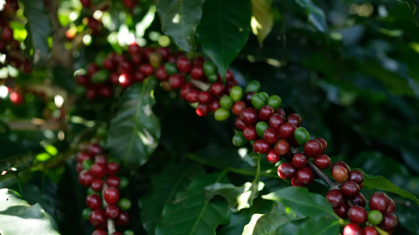 Coffee cherries growing on a tree at origin